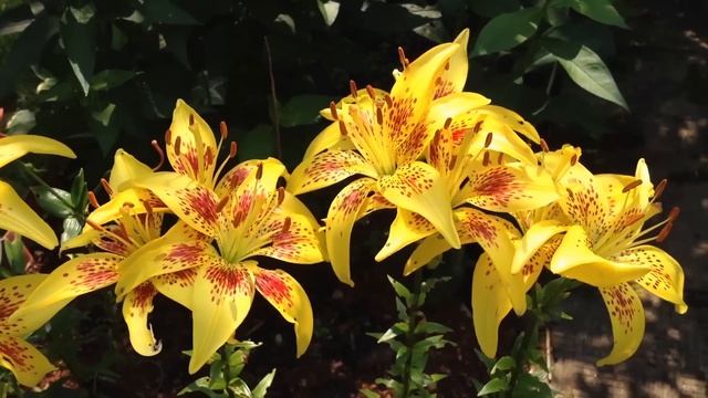 ЛИЛИИ: ПОСАДКА, ВИДЫ, УХОД смотреть онлайн