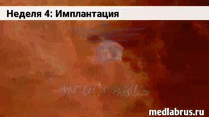 Первый триместр беременности