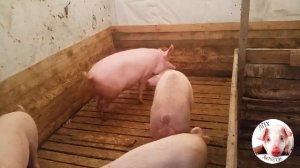 Драки свиней и гибридные поросята. Свиноводство в ЛПХ