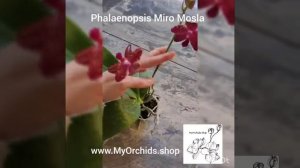 Phalaenopsis Miro Mosla