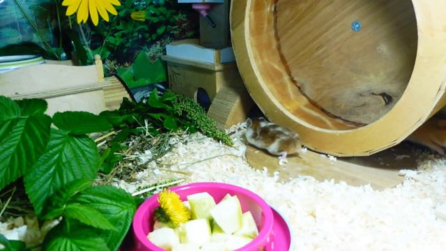 САМКИ на ПРОДАЖУ #сирийскийхомяк +7 921 595 08 48 #купитьхомяка #продаю Ягоды МАЛИНЫ для ХОМЯЧКА