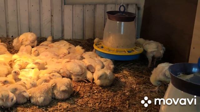 Бройлер Кооб 500. Взвешивание на 14 сутки. смотреть онлайн