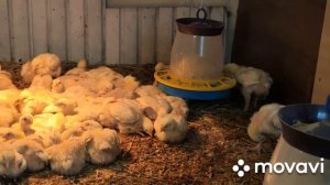 Бройлер Кооб 500. Взвешивание на 14 сутки.