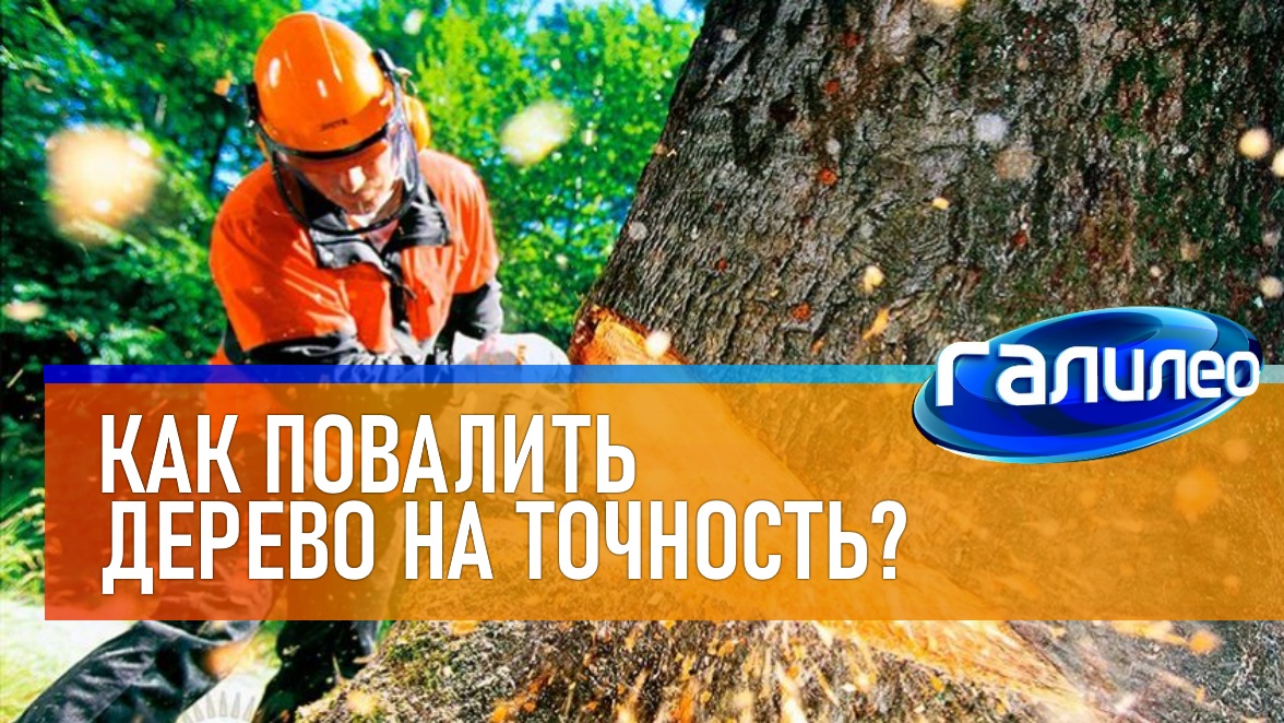 Галилео | 0001 Как повалить дерево на точность