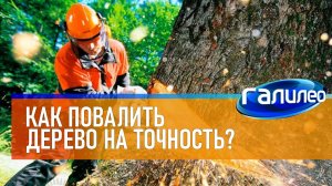 Галилео | 0001 Как повалить дерево на точность