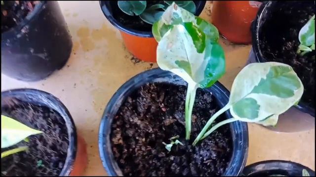 20 Beautiful Indoor Plants You can Buy in Nursery | Aglaonema, Alocacia, Syngonium wendlandii смотреть онлайн