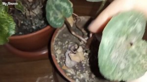 Паутинный клещ на цикламене.Spider mite on cyclamen.