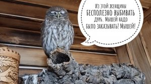 Сыч Лучик уснул: снова растения! Распаковка деньрожденьевской коробки с цветами для сада