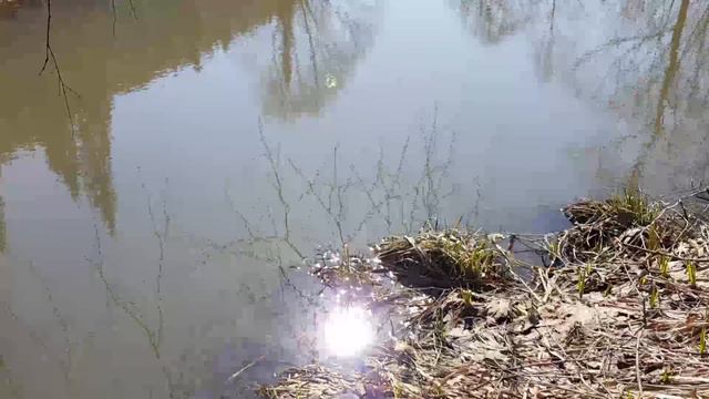 Пробуждение леса. Тайга весной.