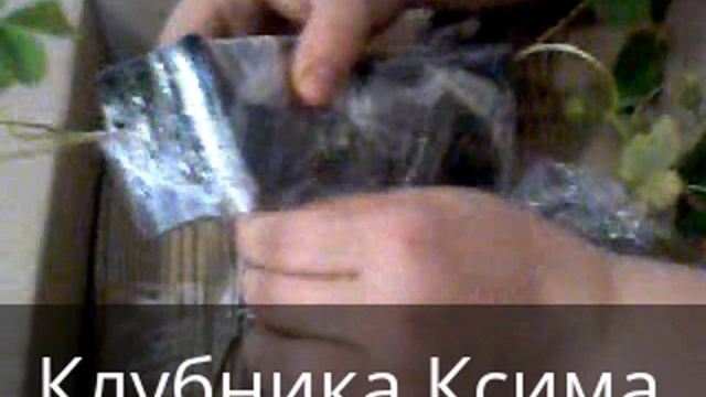 Клубника ксима смотреть онлайн