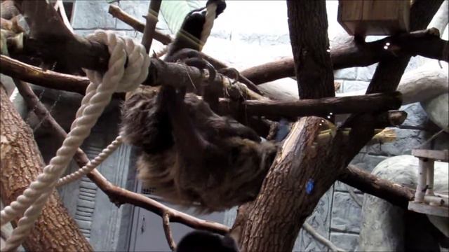 Ленивцы Милена и малыш на прогулке 18.05.18 смотреть онлайн