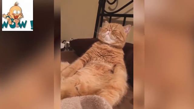 Спорим засмеешься ИДИОТЫ и Коты #2 ¦ Funny Cat смотреть онлайн