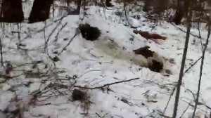 норная охота на лису #2