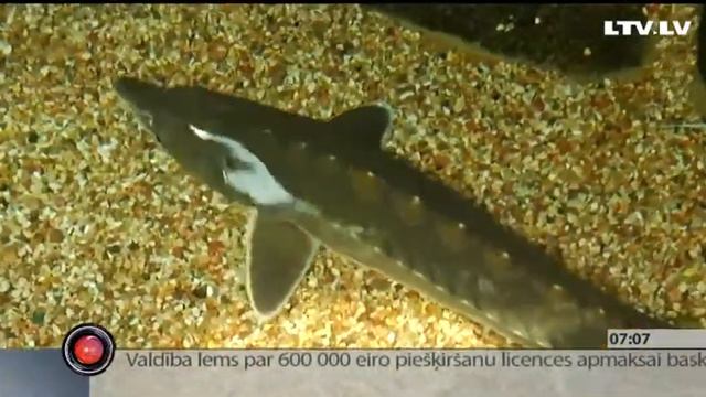 В Даугаве вновь заплещется Балтийский осетр смотреть онлайн