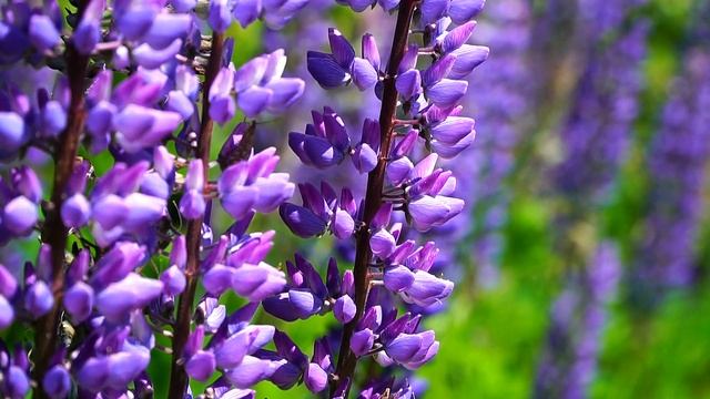 СВЕРЧКИ стрекочут. Звук деревенских сверчков / @ratiana