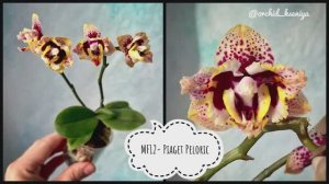Phal. MF12- Piaget Peloric ? Миниатюрная желтая азиатская орхидея в домашнем цветении | Обзор сорта