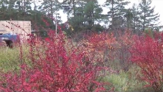 Осенние кружева (Егорьевский детский дом) смотреть онлайн