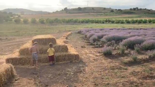 Лавандовая ферма в Болгарии. Почему на входе по русски написано: «не срывать лаванду»?