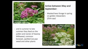 Bees in your back yard with Pam Cooper