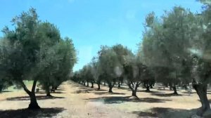 KHAWVEL A LAVENDER FIELD MAWI LEH LAR BER MAI CHU!! || Zoparin Hajmola Lavender rawng a ei