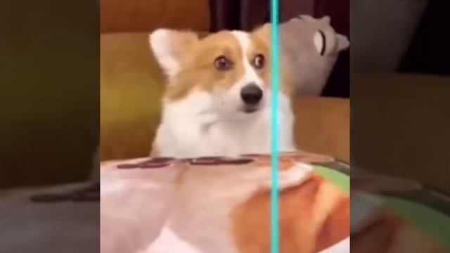 Забавные моськи получились смотреть онлайн