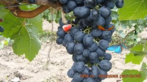 Виноград плодовый Аттика (vitis attika) ? виноград Аттика обзор: как сажать рассада винограда Аттик