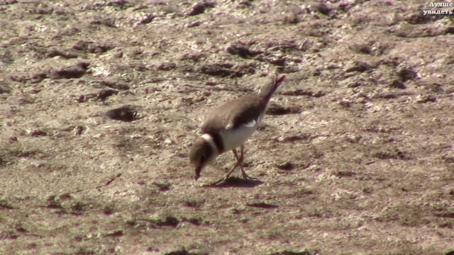 Зуёк малый (Charadrius dubius) || small plover смотреть онлайн