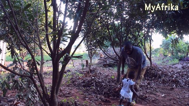 Macadamia nut in Africa смотреть онлайн