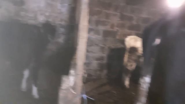 Какой сделать укол, чтобы бычки хорошо набирали вес?