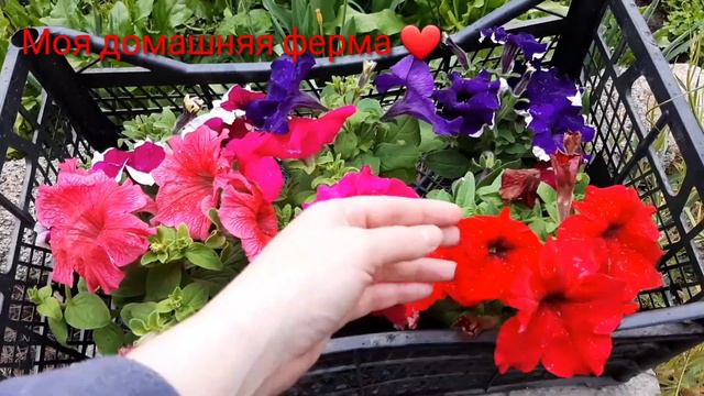 Грецкий орех 2х летка#Определена болезнь винограда смотреть онлайн