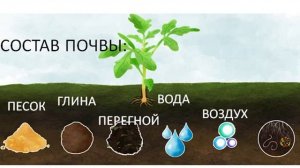Из чего состоит почва?