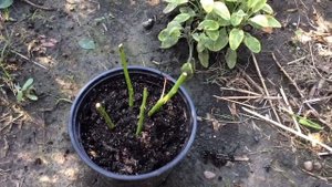 Как сохранить укоренённую Розу -малышку зимой??? - 4 проверенных и надежных способа!??