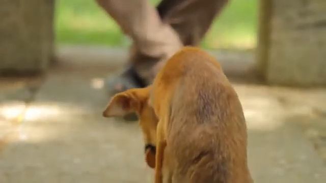 Собака инвалид грустное видео (не моё) смотреть онлайн