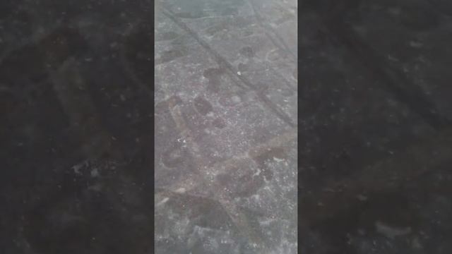 Мы стая пингвинов мы мигрируем в США смотреть онлайн