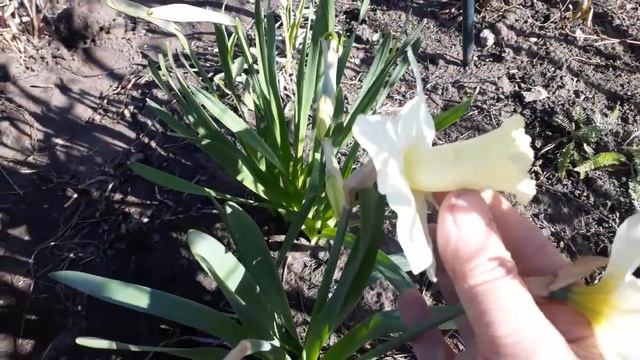 #нарцисс #трубчатый / Нарцисс трубчатый Маунт Худ (лат. trumpet narcissus Mount Hood). Краткий обзо смотреть онлайн