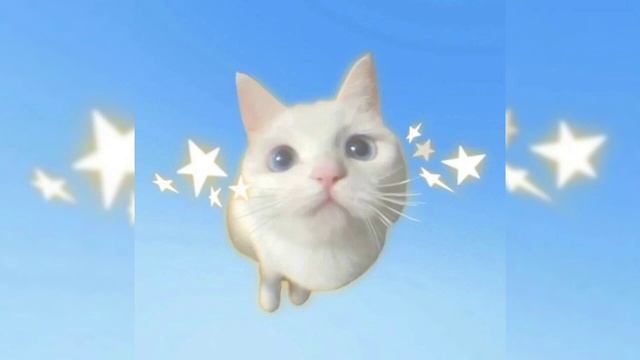 Скачать почему котикам компьютеры не нравятся