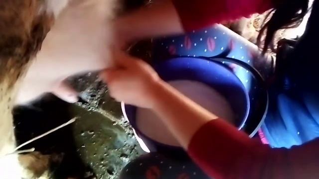 деревенские будни|как правильно доить корову смотреть онлайн