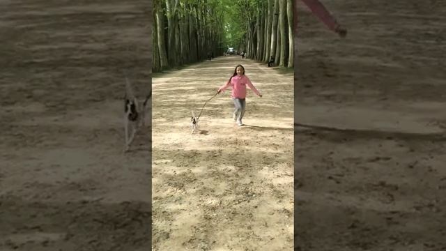 Той-фокстерьер Терра Балтика Жан Рено смотреть онлайн