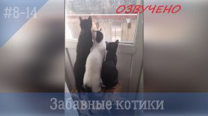 Забавные котики. ## 8-14. Самые смешные видео с кошками и котами.