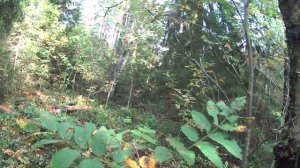 Рыбалка, грибы, ягоды и змеи - приключения на Капитоновском озере