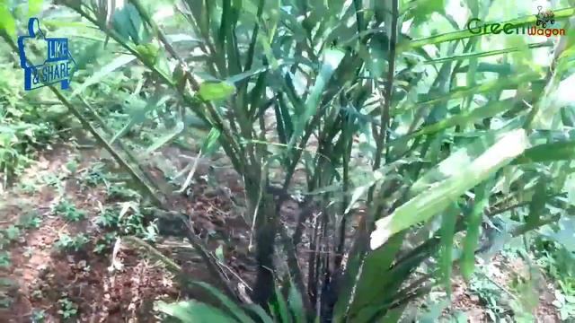 salak fruit growing in kerala/#fruit #farming #tips (#salak #snake #fruit #lichi,) смотреть онлайн