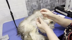 Стрижка пуховой хохлатой собаки / домашний груминг / стрижка челки /стрижка лапок / стрижка когтей