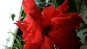 Роза китайская ( гибискус) цветёт круглогодично
