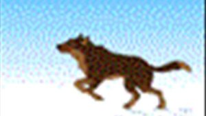 Wolf Like Dog