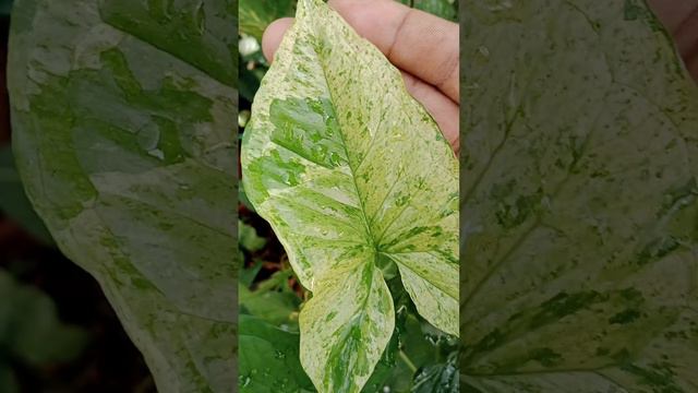 syngonium mojito смотреть онлайн