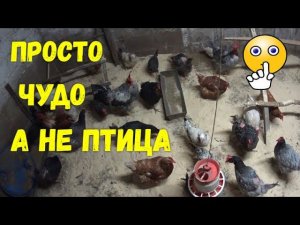 Отварная рыба ротан курам. Опилки на подстилку