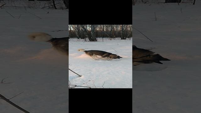 Снегорой