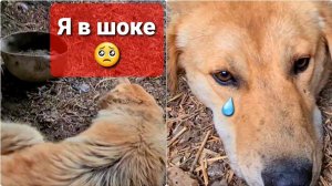 Самое УЖАСНОЕ пристройство хвостика, что со мной происходило