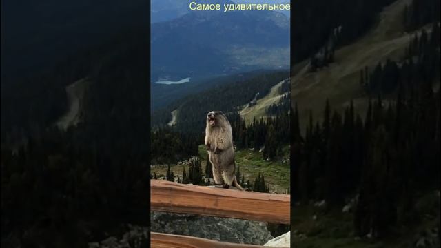 Суслик или сурок) свистун из винни пуха существует!!