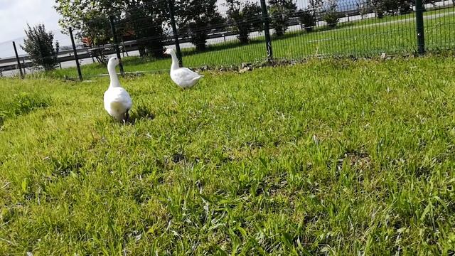 Гуси охраняют гусыню смотреть онлайн